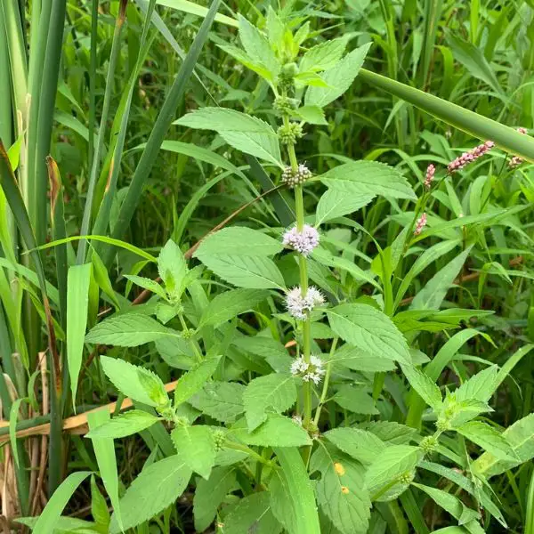 Garden Mint (Mentha sachalinensis)