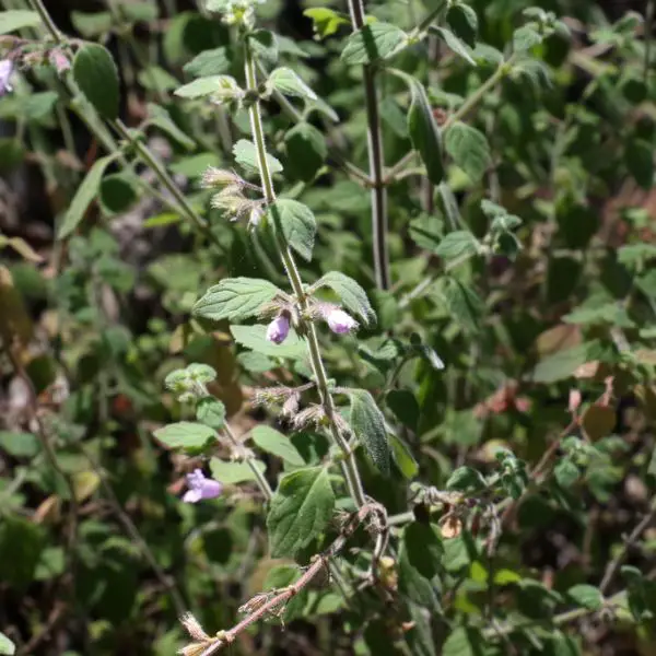 Large-Flowered Mint (Mentha grandiflora)