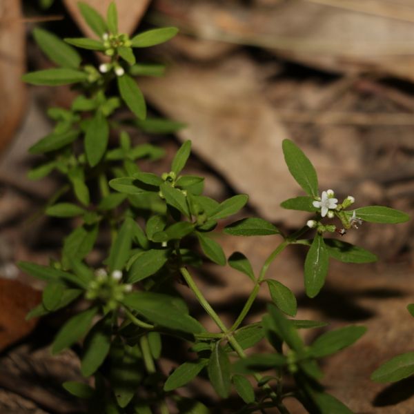 Native Pennyroyal (Mentha satureioides)