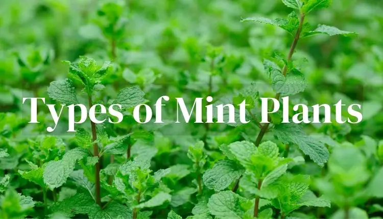 Types of Mint Plants