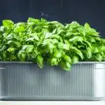 Basil plant in rectangular pot