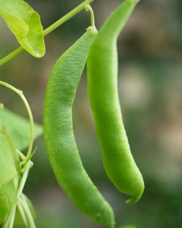 Bean plants in garden