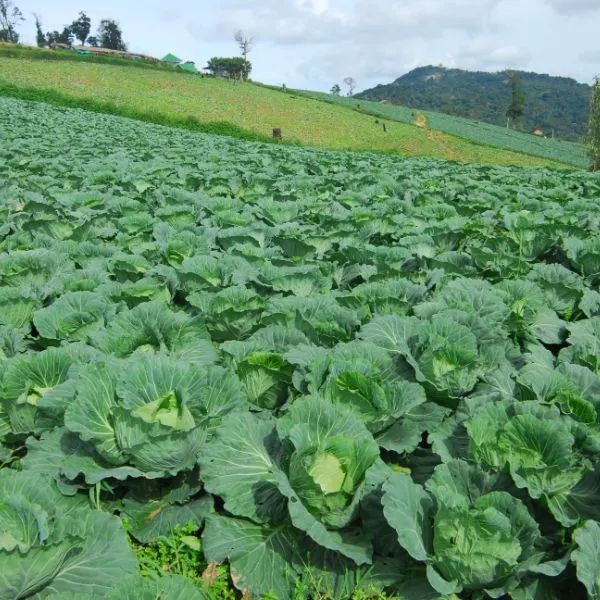 Big cabbage field on farm