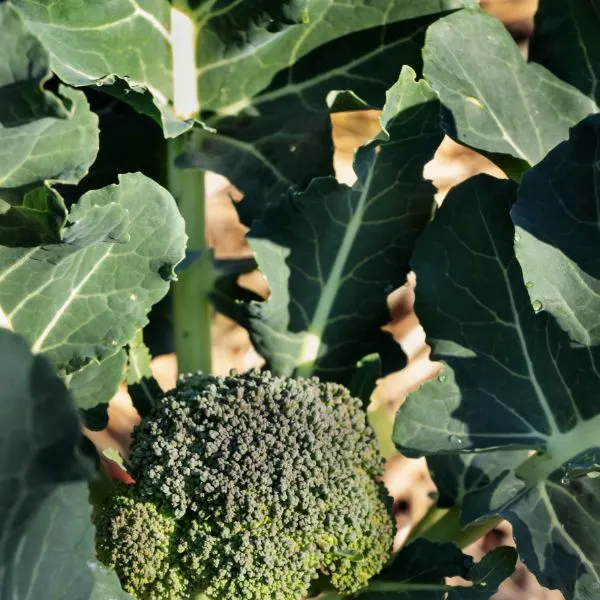 Broccoli plant close up