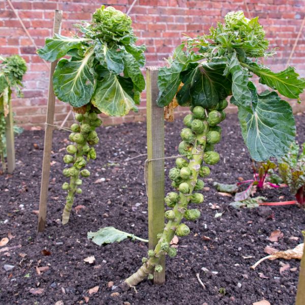 Brussel sprout plants growing