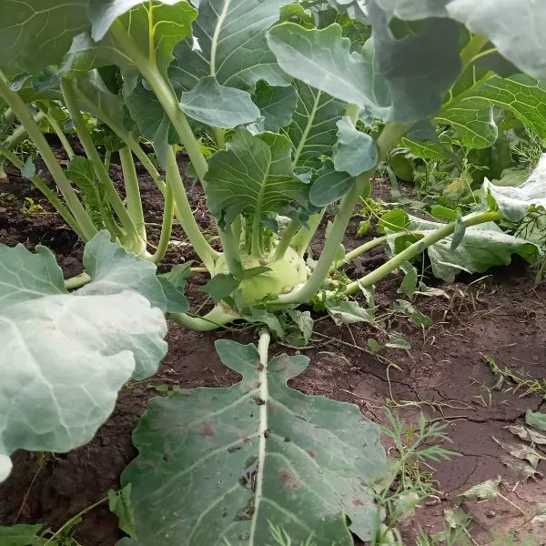 Kohlrabi Cabbage growing in garden