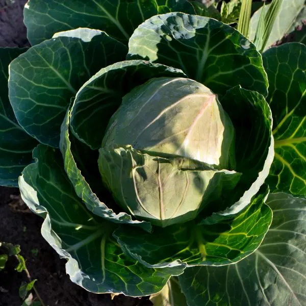 Cabbage growing photographed from the top