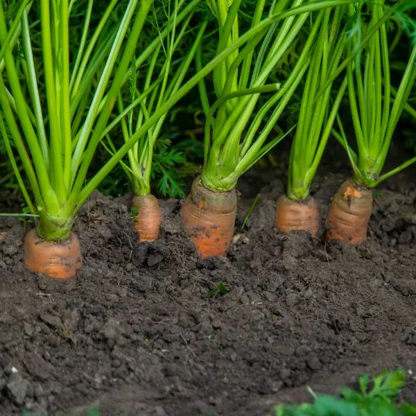 Carrots grown in garden