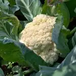 Cauliflower ready to be picked from garden