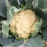 Close up view of head of cauliflower