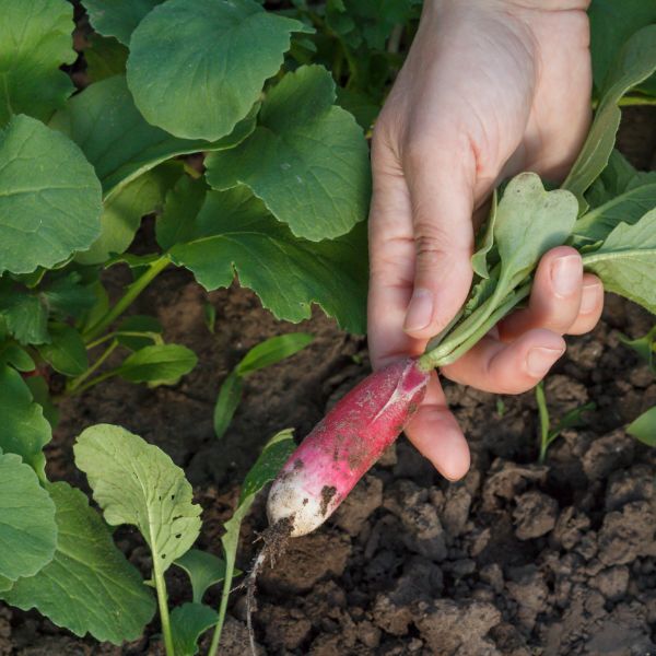 Gardener digging out ripe red radish