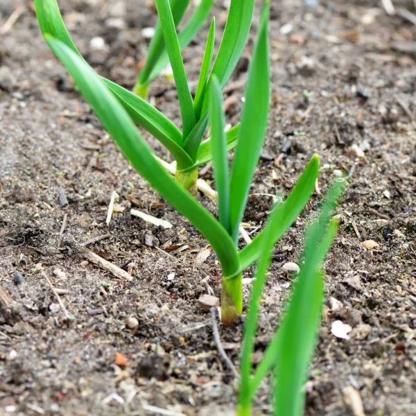Garlic growing in garden
