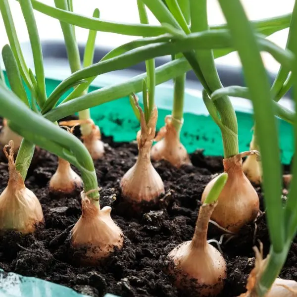 Green onions growing on windowsill in rectangular pot