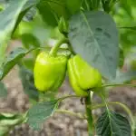 Green pepper growing in garden