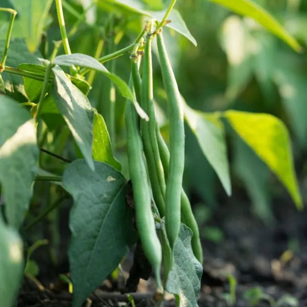 Healthy green beans hanging on bean plant in kitchen garden
