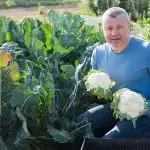 Man holding 2 freshly harvested cauliflower heads