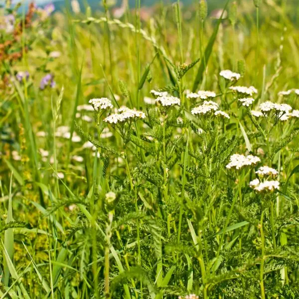 Meadow with common Yarrow