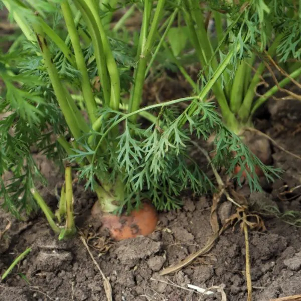 Organic carrots growing with the tops exposed