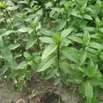 Peppermint plant (mentha piperita) in garden