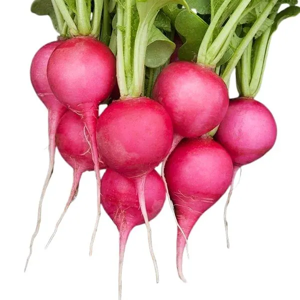 Pink beauty radishes