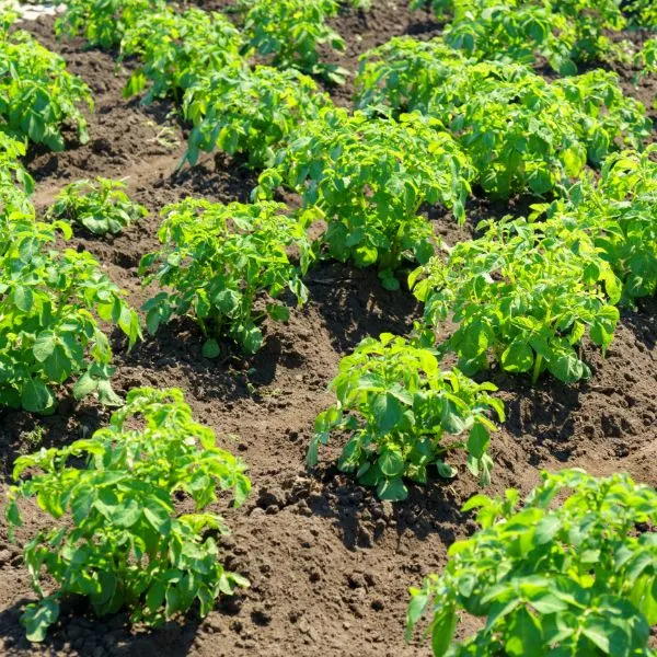 Potato plants growing in rows in field