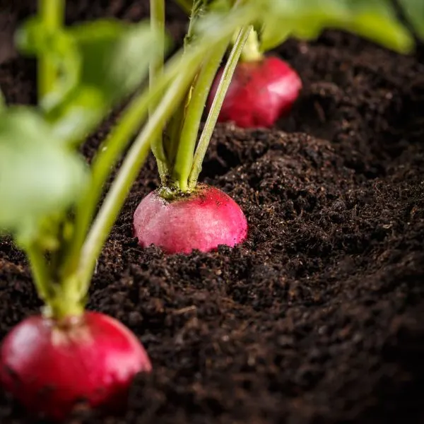Radishes growing in soil