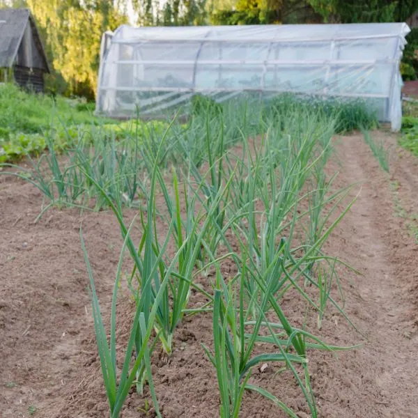 Row of onions in garden with greenhouse in background