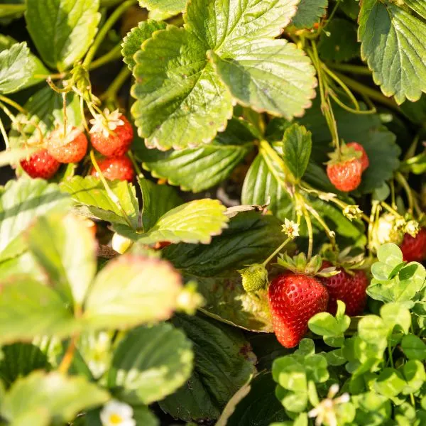 Straberry plants with Strawberries ready to be picked