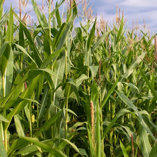 Sweet corn being grown in a field