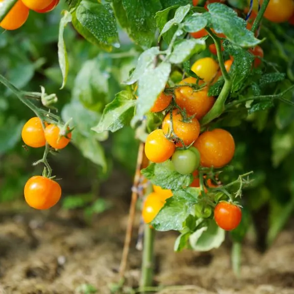 Tomato plants with tomatoes in greenhouse