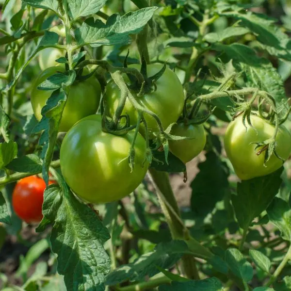 Unripe green tomatoes growing on vine with one ready tomato