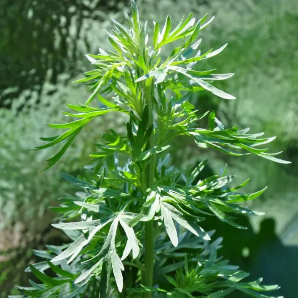 Wormwood (artemisia absinthium)