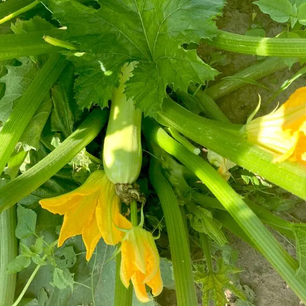 Zucchini-plant with flowers