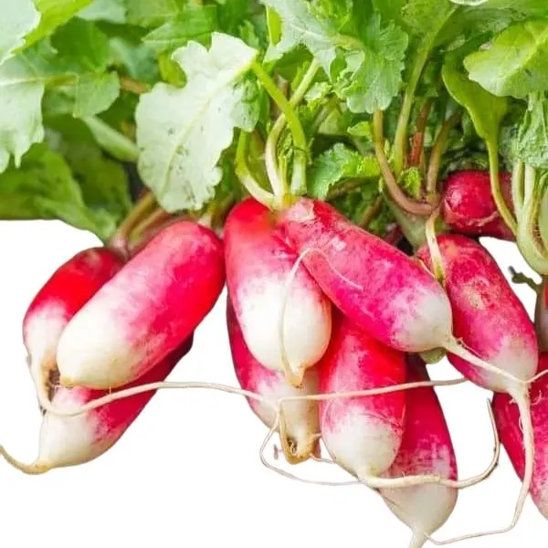 fire and ice radishes
