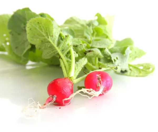 two Cherry Belle Radishes on a white background
