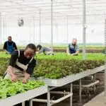 people-cultivating-organic-lettuce-checking-for-pests-in-hydroponic-enviroment
