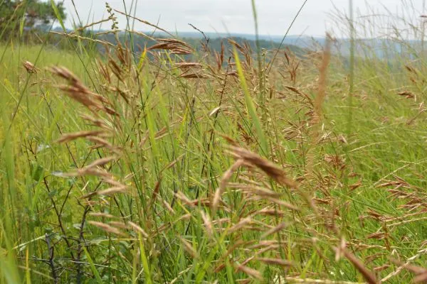 Brome growing in a field.