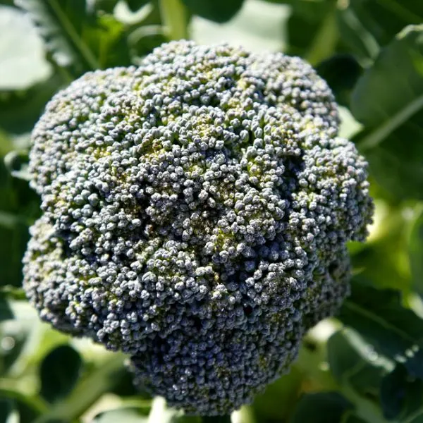 Close-up-of-broccoli-in-a-garden