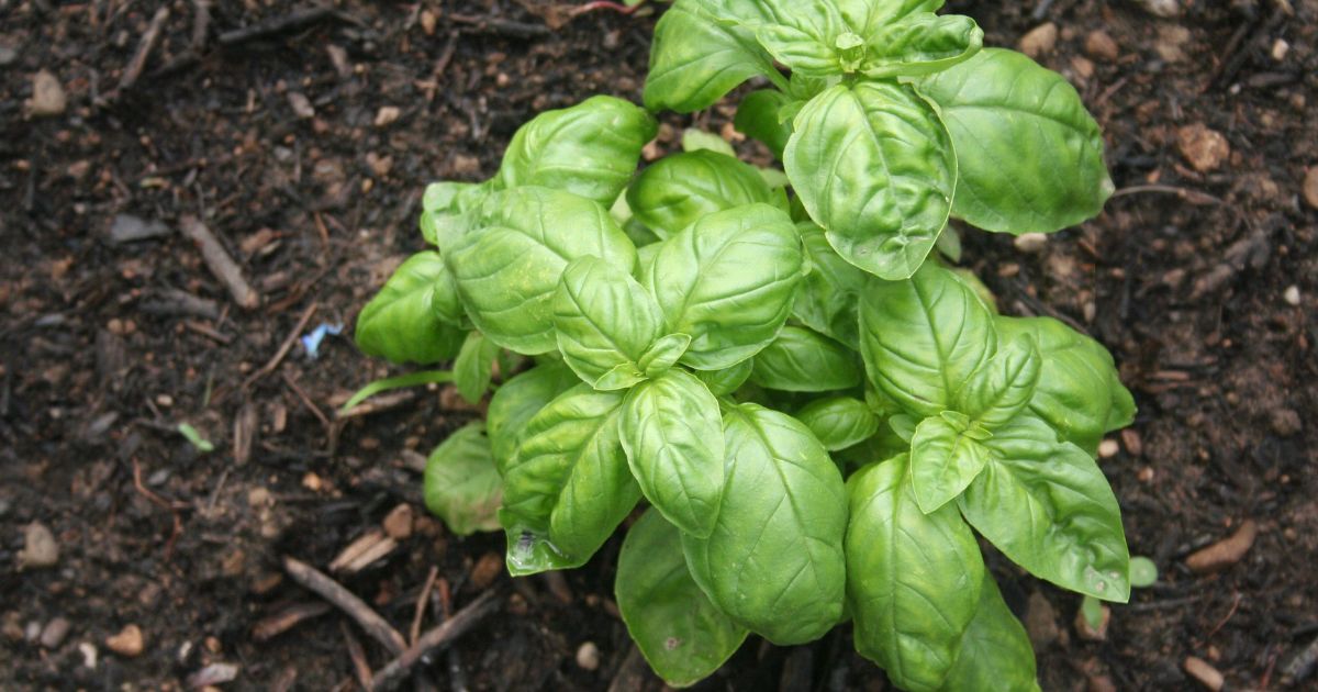 Image of Basil companion plant for paprika