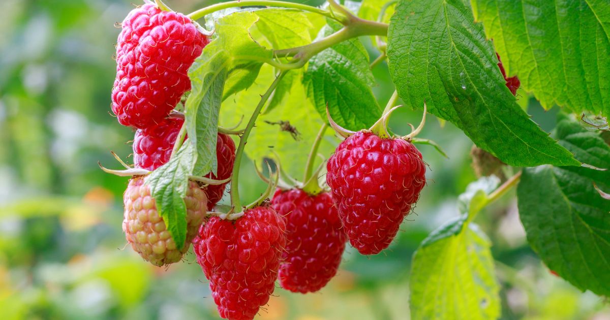 Companion plants for Raspberries
