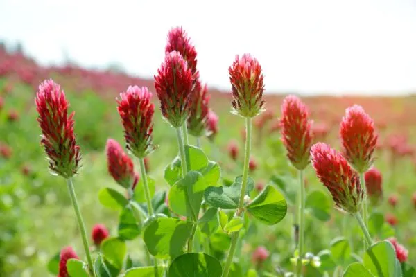 Crimson clover growing in the field.