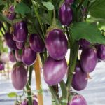 Eggplants on plant growing