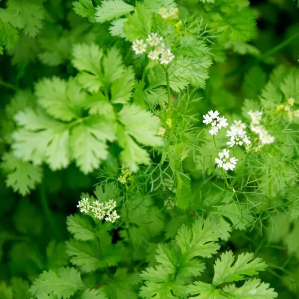 Flowers-and-coriander-on-a-farm