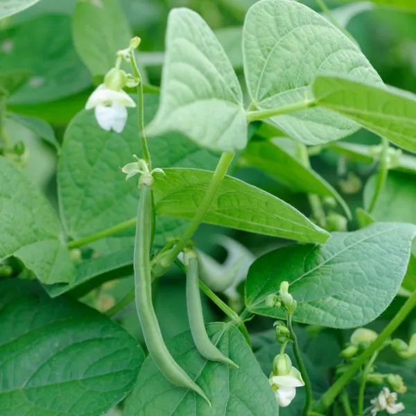 French beans plant