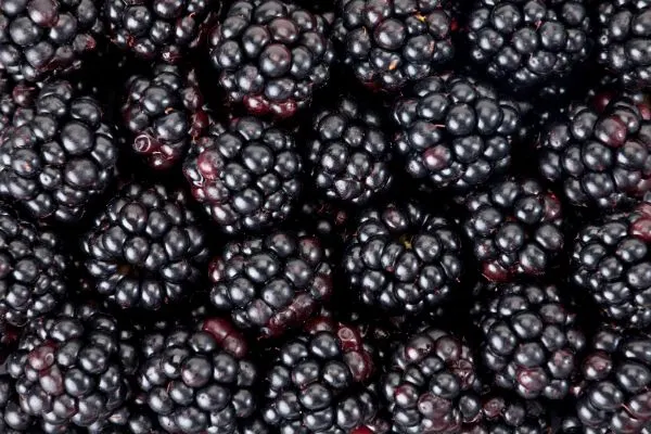 Fresh blackberries close up.