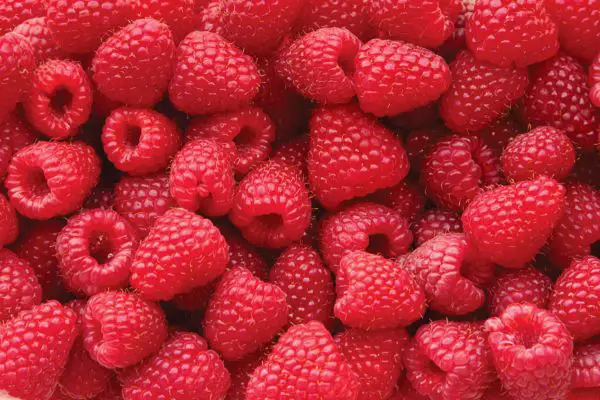 Fresh raspberries close up.