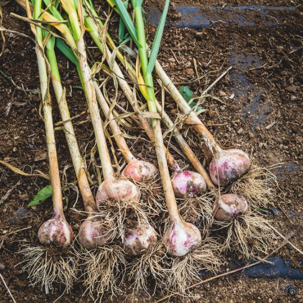 Fresly-picked-Garlic-bulbs-on-a-soil-and-dirt