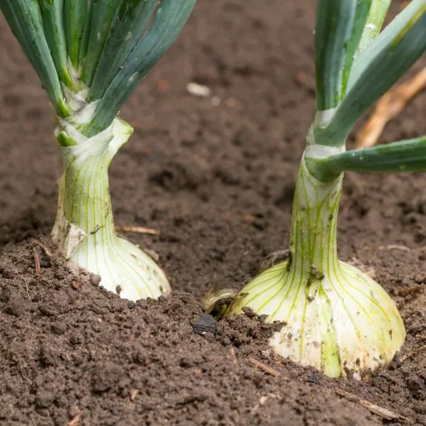 Growing onions in the garden