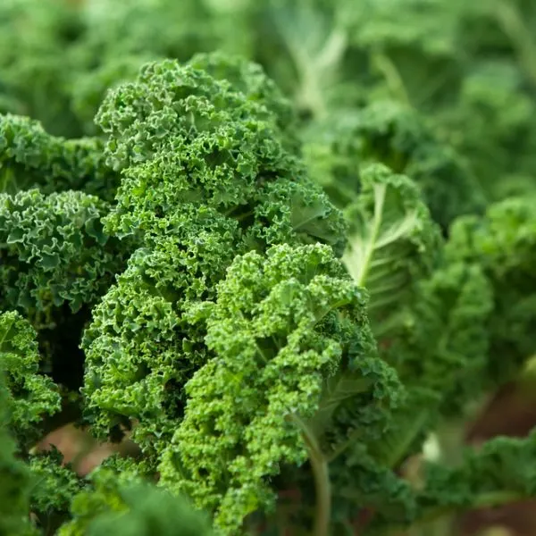 Kale-in-garden