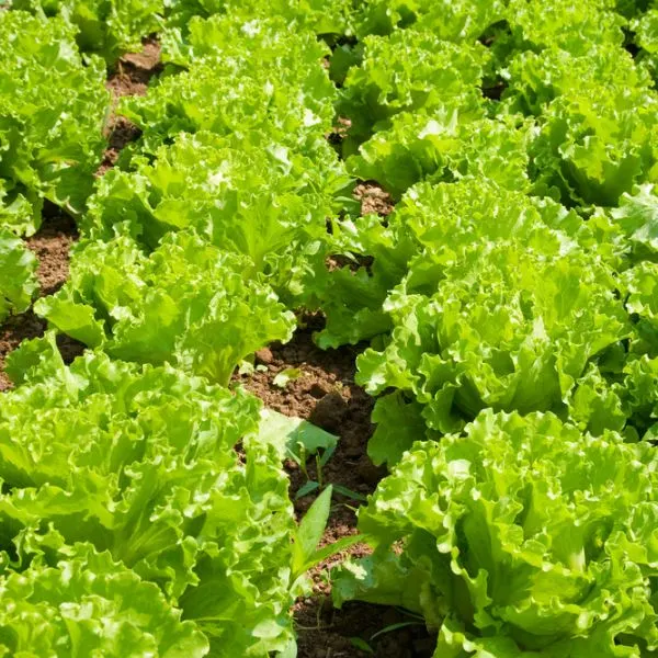 Lettuce planted on-the-field
